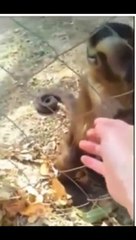 Monkey shows human how to crush leaves