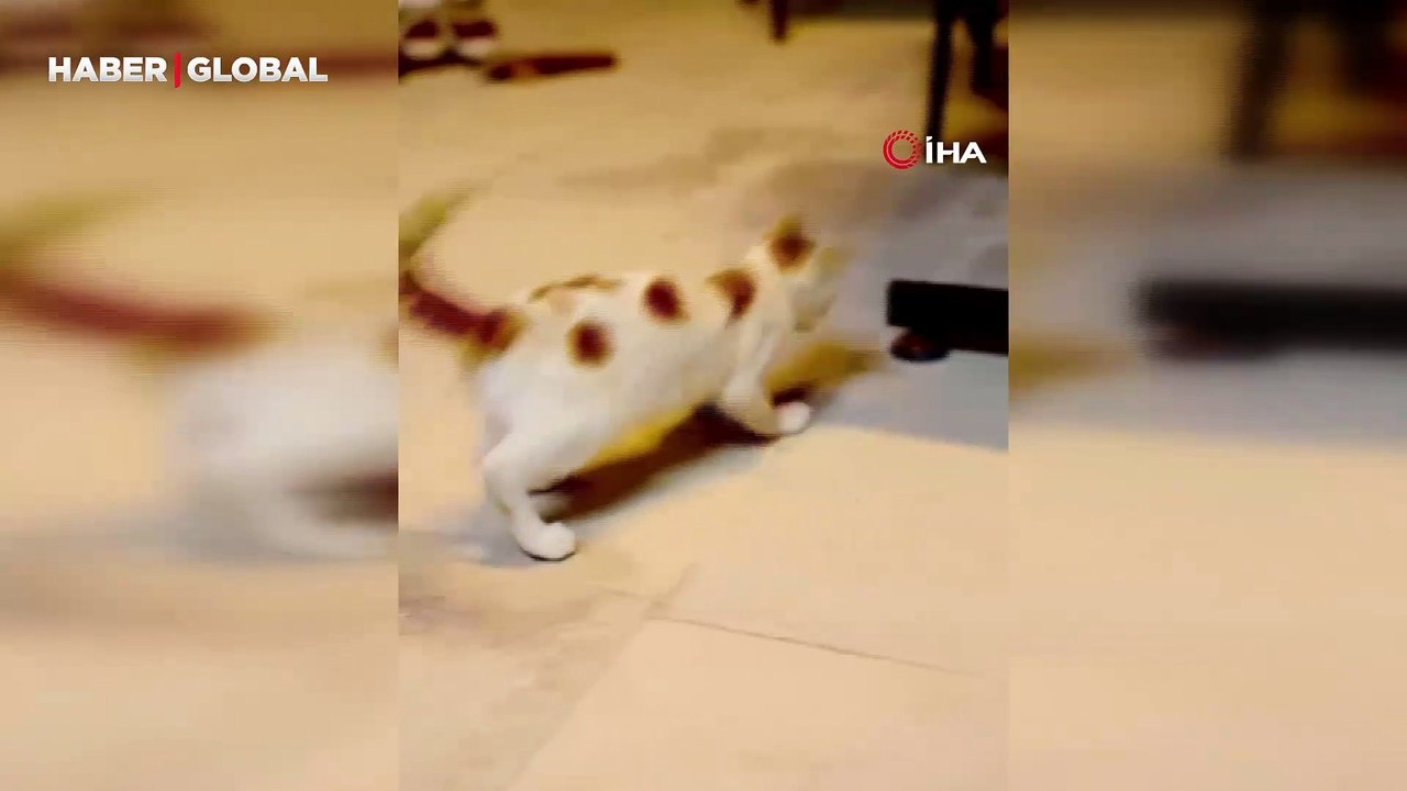 Elazığ'da ilginç anlar: Fare ile oynayan kedi daha sonra insanlara poz verdi: "Ona asla zarar vermedi"