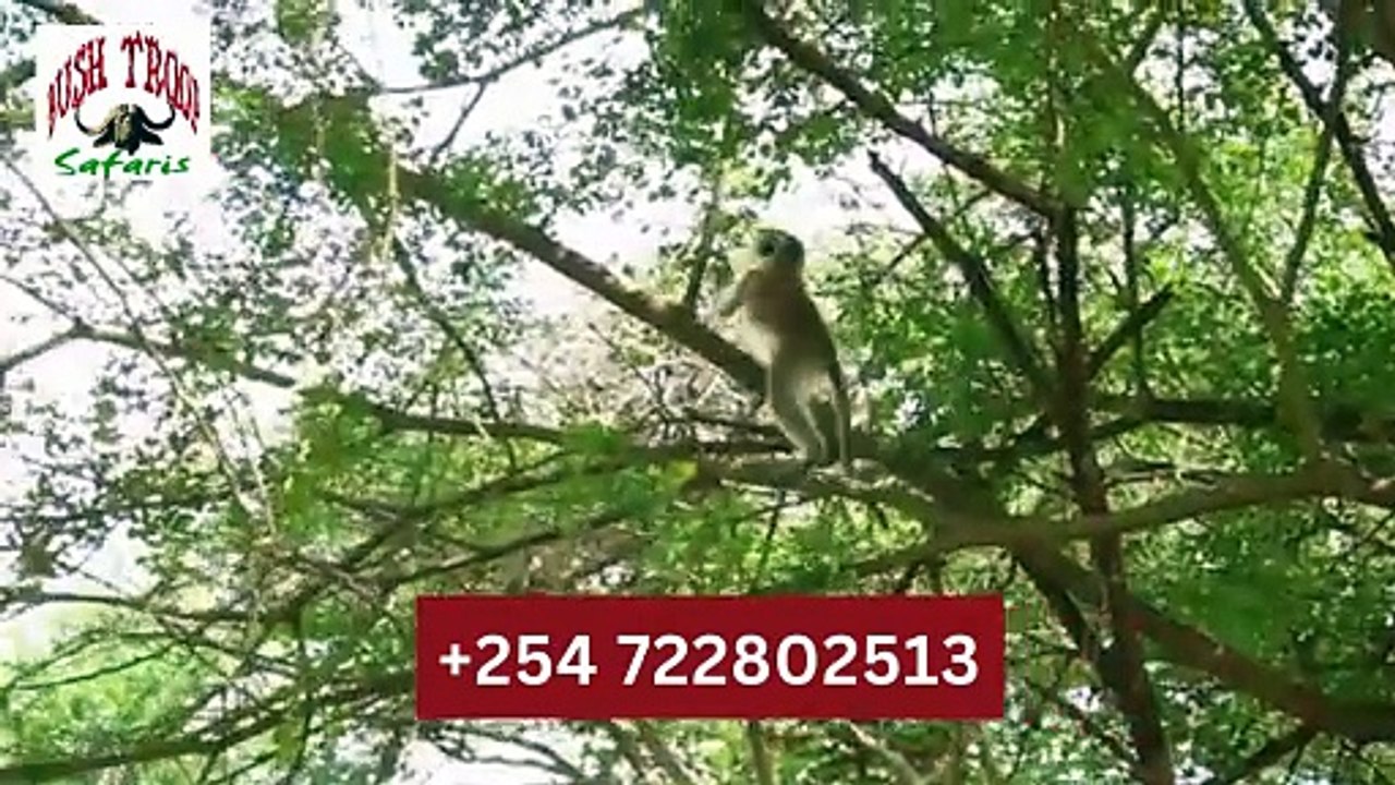 luxury Kenya safari with Bushtroop Tours and Safaris