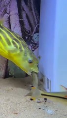 Zebra dog head fish video