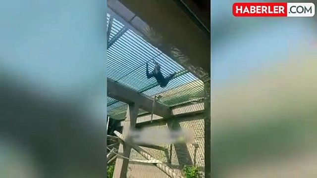 Videosu olmasa kimse inanmaz! Darıca Hayvanat Bahçesi'nde hayrete düşüren görüntü