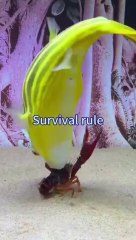 Zebra dog head fish survival rules