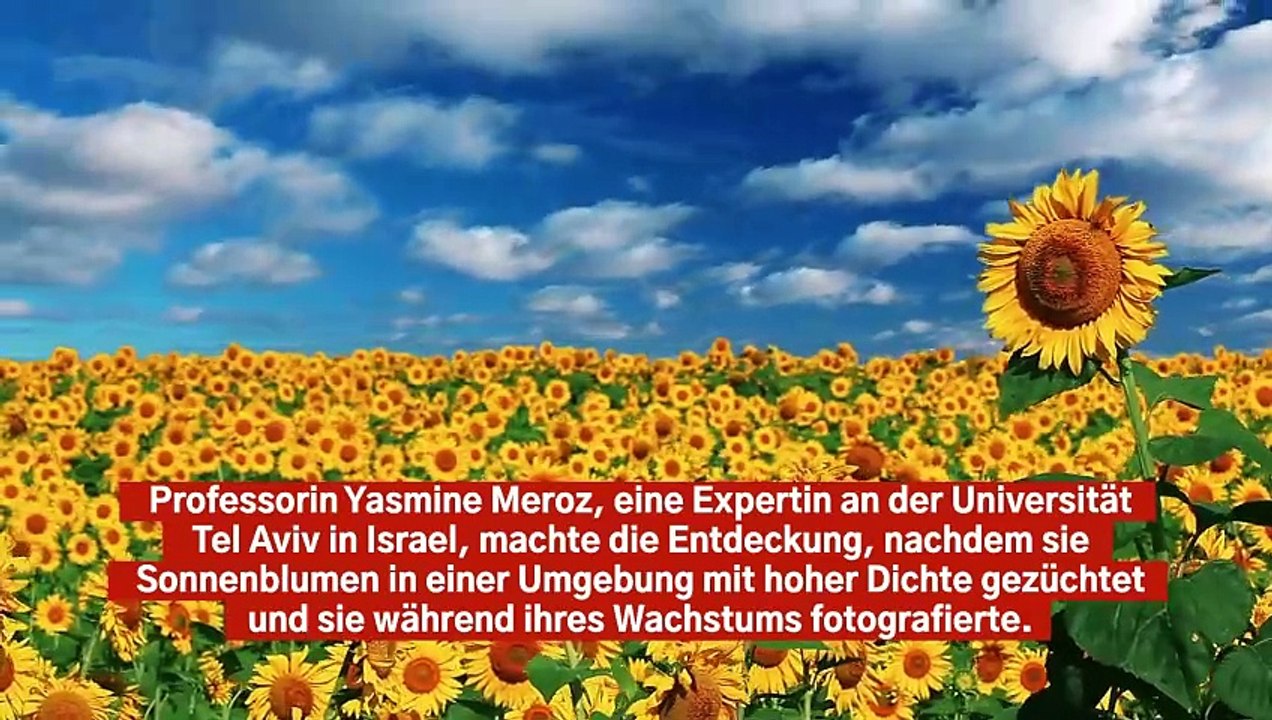 Sonnenblumen verwenden Tanzbewegungen, um aus dem Schatten herauszukommen
