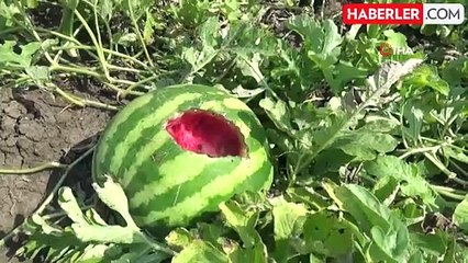 Karpuz tarlasını hasat etmeye giden çiftçiye 'Karga' şoku