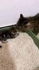 Kit kat kitten 2