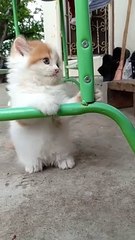 Milk pus white MILKIWHITE CAT