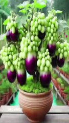 How to growing eggplant with grapes