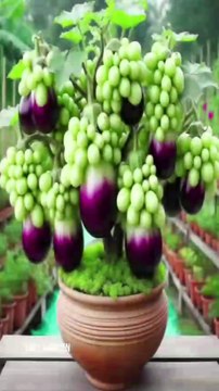 How to growing eggplant with grapes