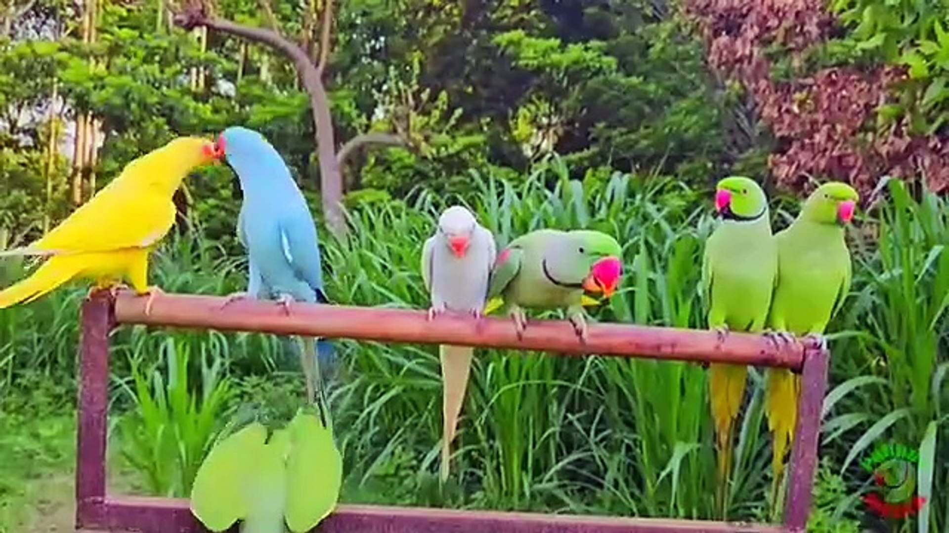 Relaxing voice