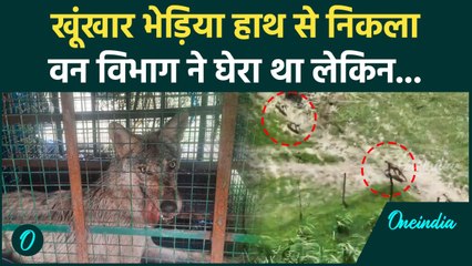 Bahraich में वनविभाग ने घेर लिया था खूंखार Bhediya लेकिन कैसे बच निकला | वनइंडिया हिंदी