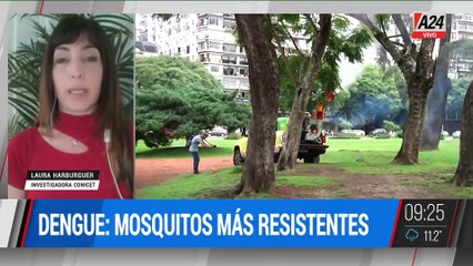  DENGUE: MOSQUITOS MÁS RESISTENTOS
