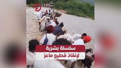 سلسلة بشرية لإنقاذ قطيع ماعز