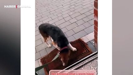 Barınaktan sahiplenilen şiddet mağduru köpeğin yeni evine ilk girişi izleyenleri ağlattı