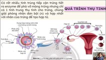 Sinh 11 - Bài 26 Sinh sản ở động vật