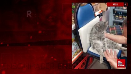 Rize'de 1 kilo bal yiyen kedi fenalık geçirdi