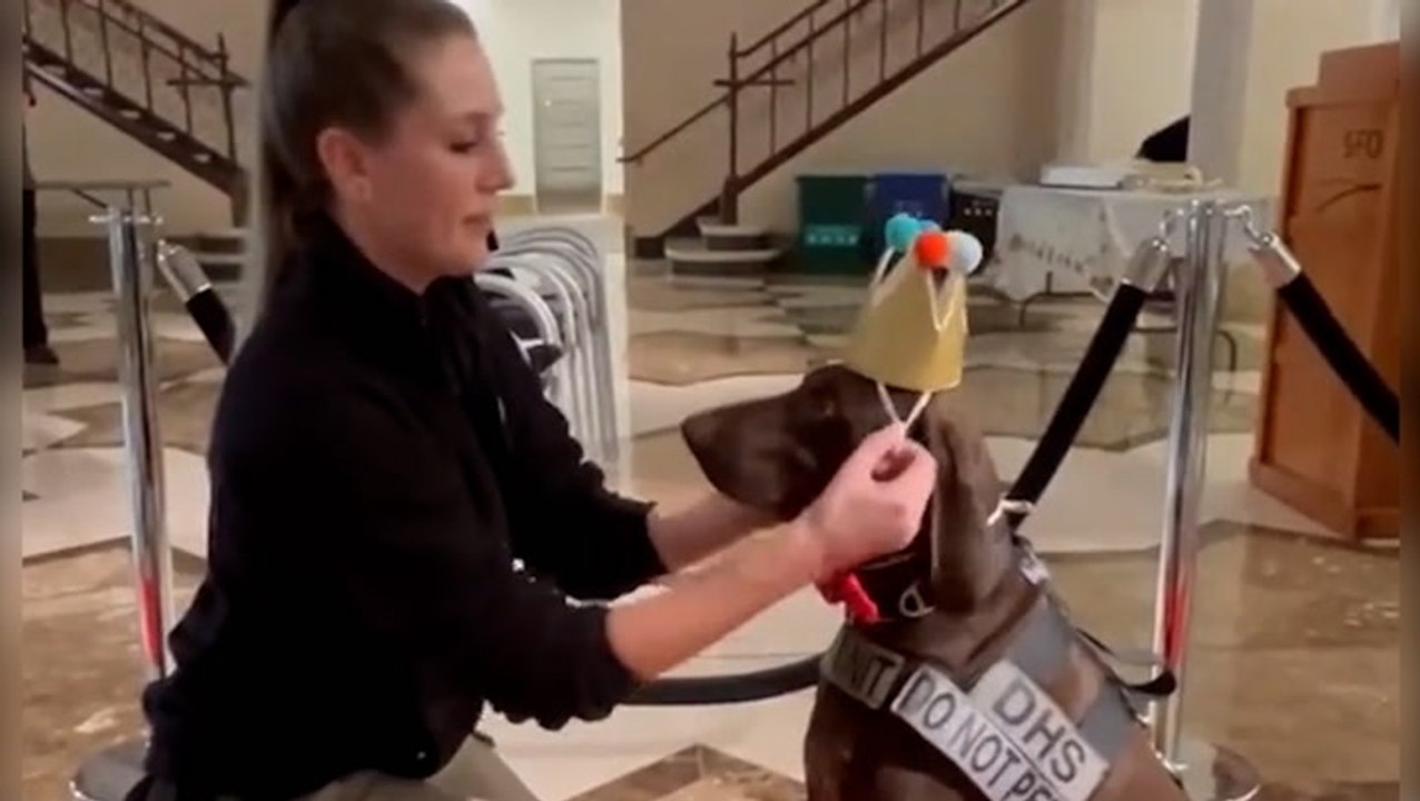 Explosives detection dog crowned TSA’s ‘cutest canine’ in annual contest