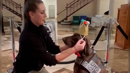 Explosives detection dog crowned TSA’s ‘cutest canine’ in annual contest