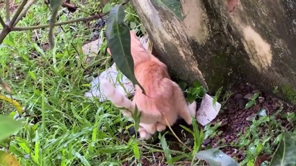 Cat and mouse effortlessly as if playing - watermelon video
