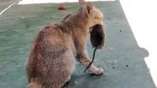 Cat plays with mice until they are half dead and then eats them