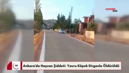 Ankara Polatlı'da Köpek Katliamı: Yavru Köpeğe Vahşice Saldırı