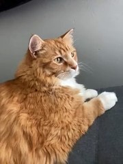 74681217973__16BFA97C-F154-4D8C-9543-91597C9CE418