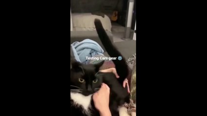 Mindless Moments: Cats with Zero Brain Activity