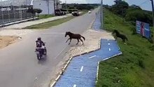 2 horses invade the lane and a motorcyclist hits one