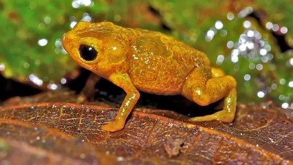 Animal Behavior: Why This Toad Is Bad at Jumping: Crash Course Biology #49