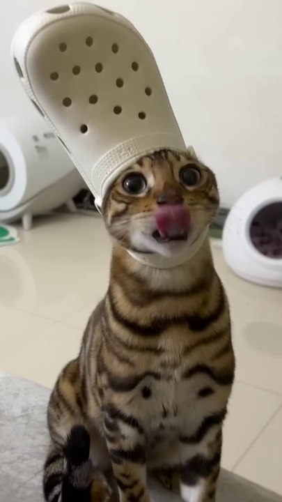 Funniest Pets Ever -  Cute Baby Dogs and Cats #dogs #shorts #cats #funnypet #animals #cuteanimals