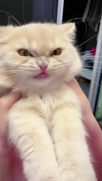 Funniest Pets Ever - Cute Baby Dogs and Cats #dogs #shorts #cats #funnypet #animals #cuteanimals