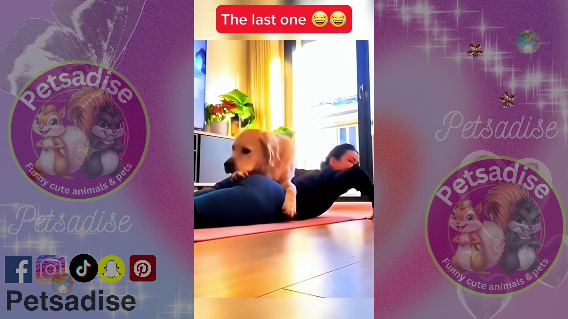 ⁣Hilarious Moments with Funny Animals and Pets Laugh Out Loud with These Funny Pets and Animals | Bes