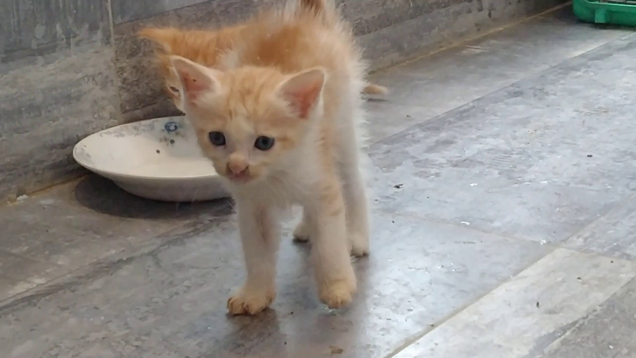 Cute Kittens Are Hungry And Enjoying Their Milk Mom Cat Secretly Eating Her Cat Food