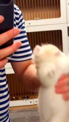 Beautiful cat nice cat beautiful cat #naturalbeauty933#naturalbeauty#bequty#hotviideo#natural#trendvideo#trendingvideo#foryou#fale#cat#nicelook#beautiful