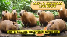 Capybaras & Their Lemon Obsession: Myths vs. Facts!