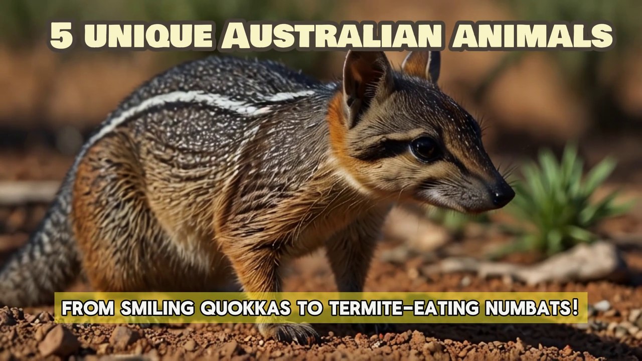 Australia's Most Unique Animals?