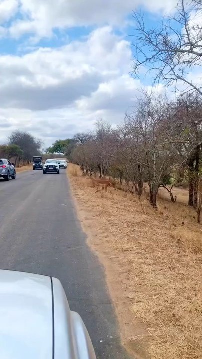 "Zebra Crossing In Real Life Tingedby Henrique Badenhorst It Happened Last Week On The H1-2 Follow For More Videos Have Trendingreels"....!!