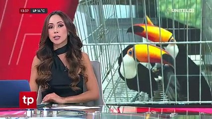 Aprehenden a un hombre en poder de ocho aves que transportaba desde la Chiquitania
