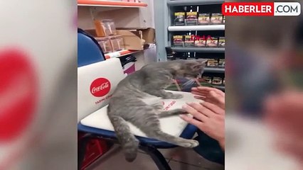Kedinin yediği baldan fenalaşması sosyal medyada ilgi çekti