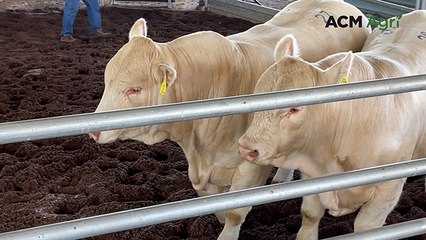 Top priced Charolais bull, Emerald Ag-Grow selling complex | Queensland Country Life