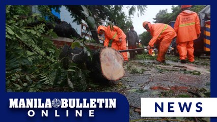 Strong winds uproot tree in QC