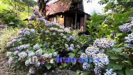 How to make a fruit tart with wild raspberries What does it taste like