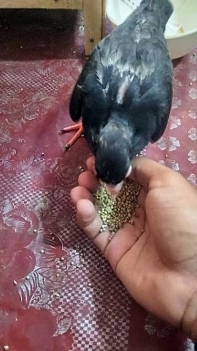 my baby piegon is now eating with my hanf