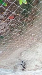 Rescue And Release Bird Maina | Injured Bird Rescue