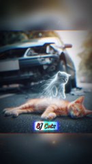 Try not to laugh  Cat funny video / funny video compilation / funny cat video clips / #video #cat