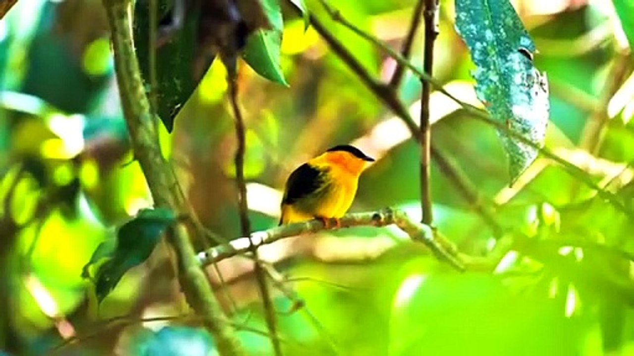The Greatest BIRD COLLECTION in 8K