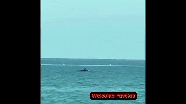 Torvajanica, un delfino salta fuori dall'acqua a pochi metri dalla spiaggia