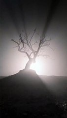 the Haunted Tree , watch till end