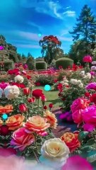 #lovely_#rose#beautiful_#flowers(360p)