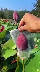 A_very_graceful_unfolding_of_lotus_petals._|#lotusflower_#love_#beautiful_#trending(360p)
