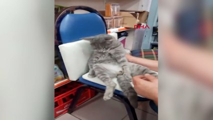 'Bal' yiyen kedinin fenalaşması kamerada